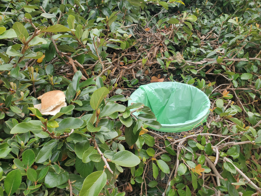 קן לציפור