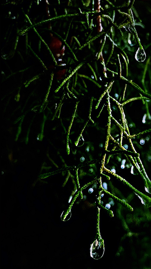 heavenly drops