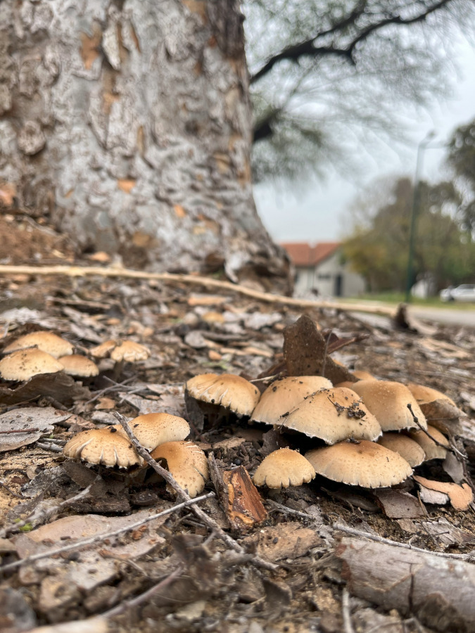 פטריות לאחר הגשם