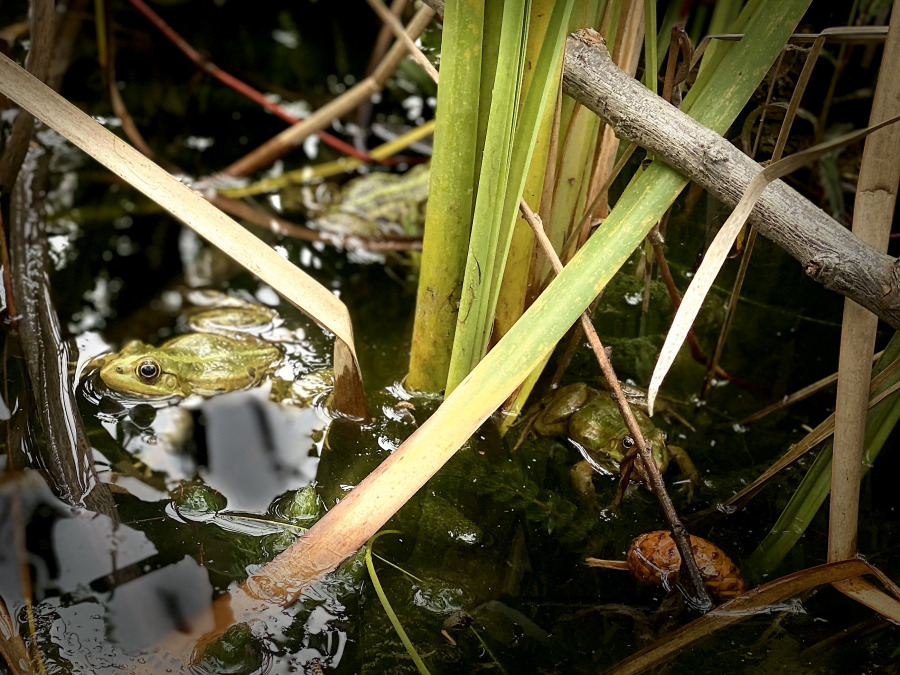 Nurturing Nature: Sustainable Wetlands