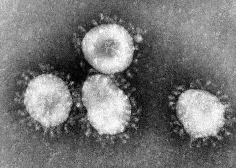 corona virus