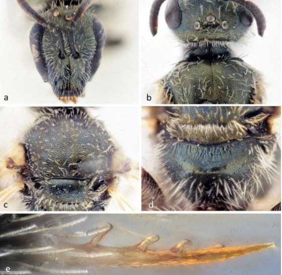 Belgian Journal of Entomology, Alain Pauly