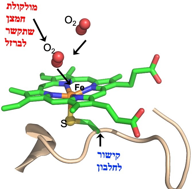 תמונה C1