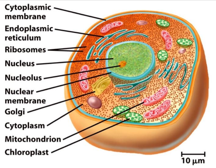Eukaryotic cell