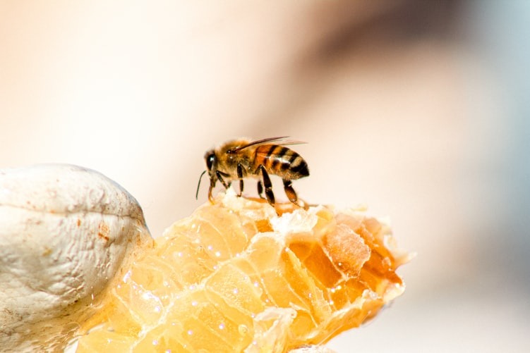 honeybee sucking nectar from a broken honeycomb. by cool calm design lab, unsplash