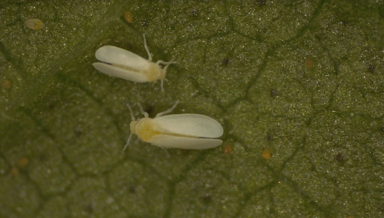 כנימת עש הטבק. צילום באדיבות דוברות האוניברסיטה העברית