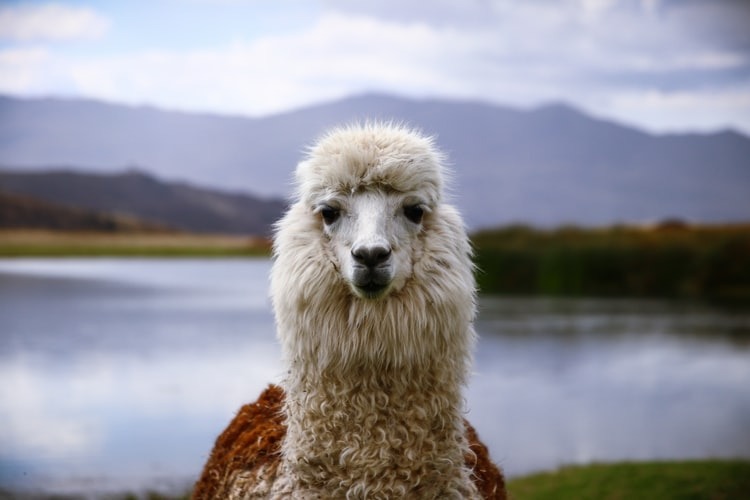 lama. Paul Lequay, unsplash