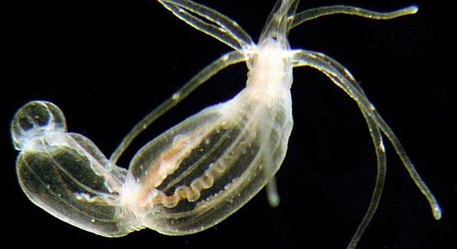 שושנת הים נמטוסטלה. צילום: האוניברסיטה העברית