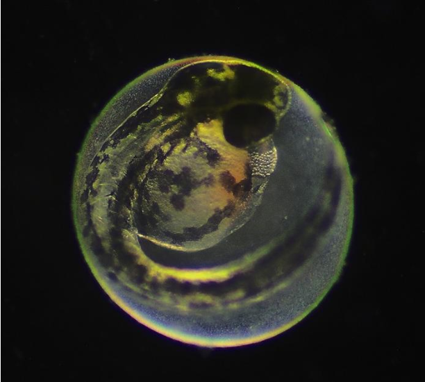 Zebrafish embryo Credit: Dr. Deodatta Gajbhiye