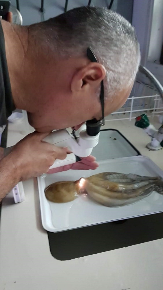 פרופ' עופרי בודק תמנון