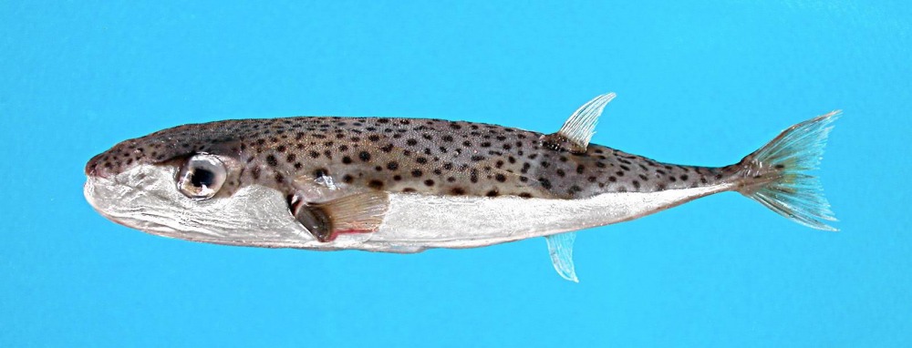 Lagocephalus sceleratus