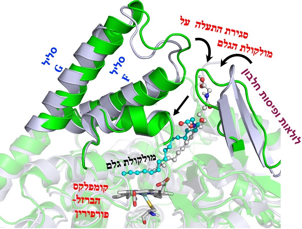 תמונה A1
