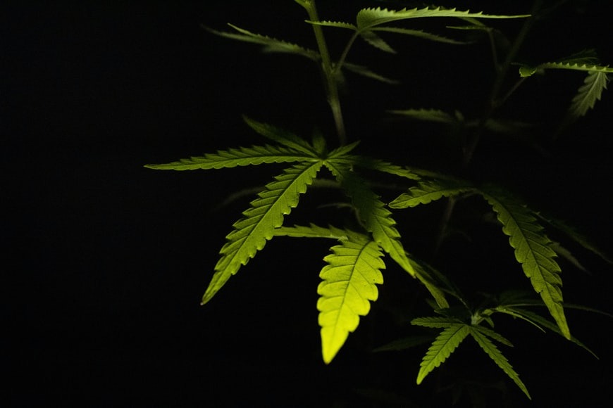 canabis. by weed photos, unsplash