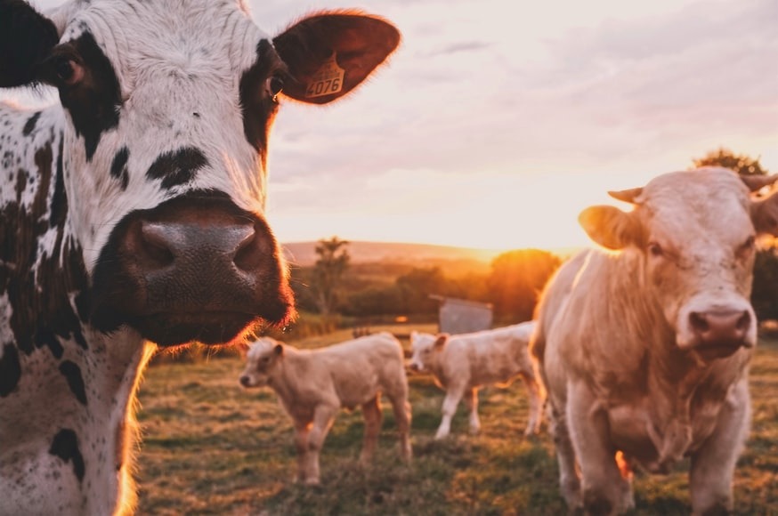 cows. Stijn te Strake, unsplash