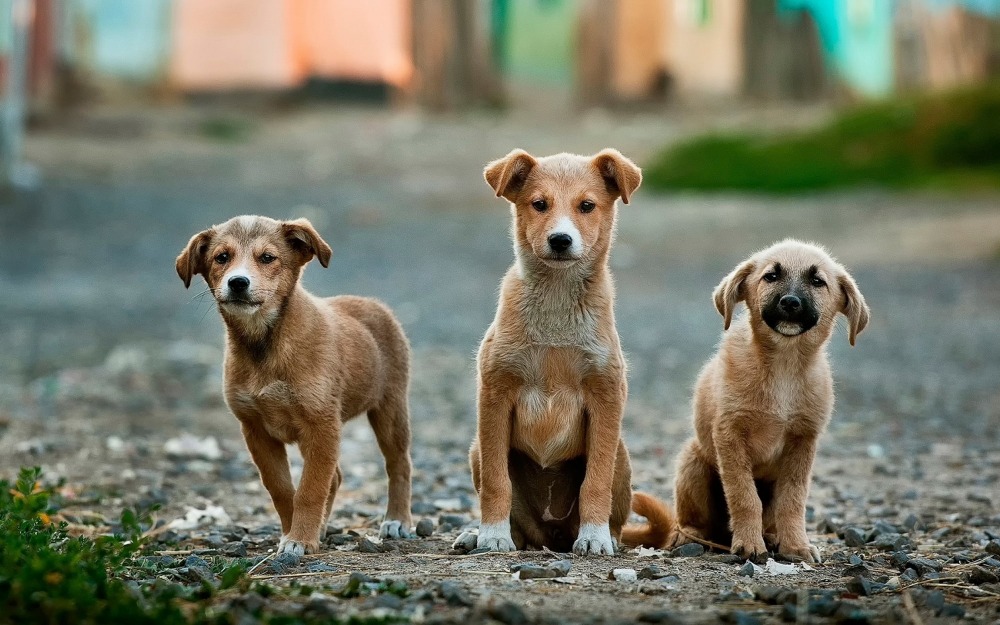 כלבים יכולים להבחין בפרצופים אנושיים מחייכים דרך ביטויים סתמיים. by Anoir Chafik UNSPLASH