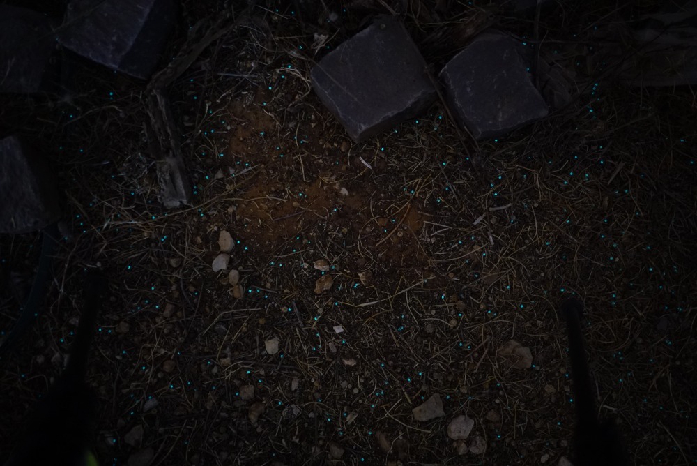 חיידקים זוהרים בשטח