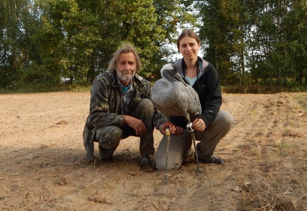 יורי מרקין וסשה פקרסקי בזמן לכידה ומשדור של עגורים ברוסיה. משדר GPS לבן וטבעות סימון צבעוניות נראות על רגלי העגור שנלכד ומושדר