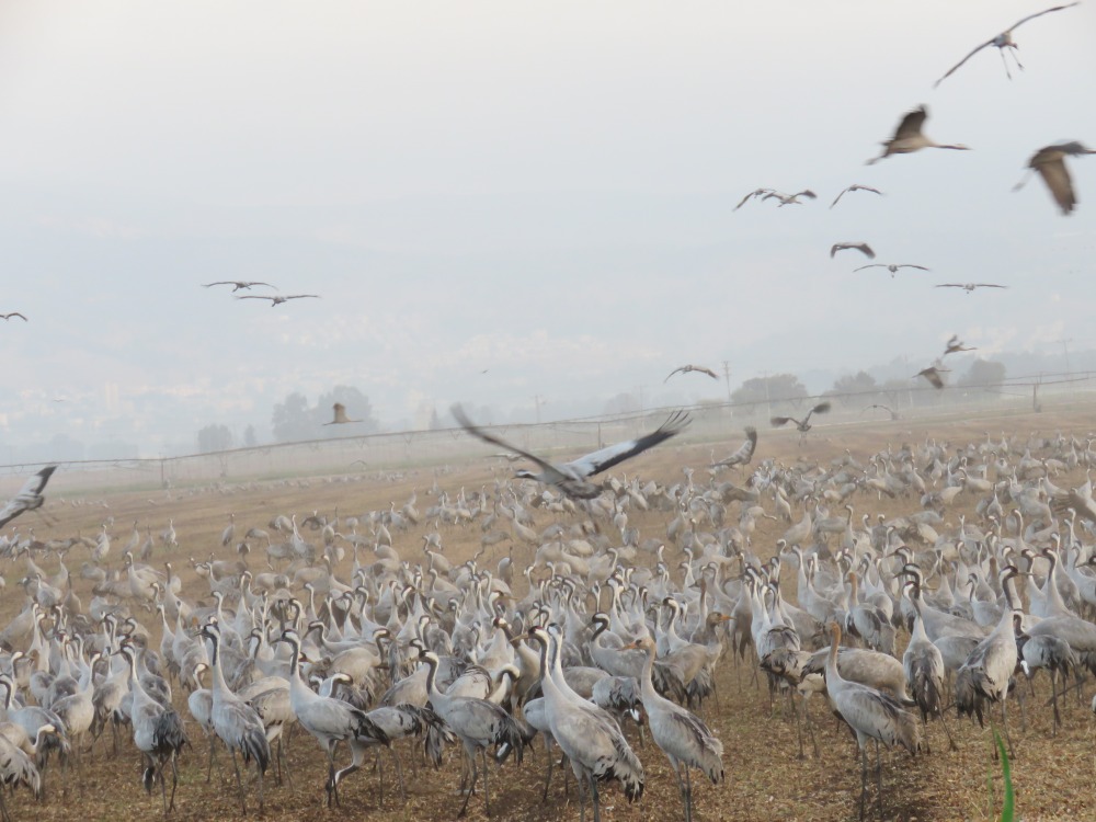 עגורים אוכלים בשדה בוטנים בעמק החולה בסתיו לאחר איסוף היבול על ידי חקלאים