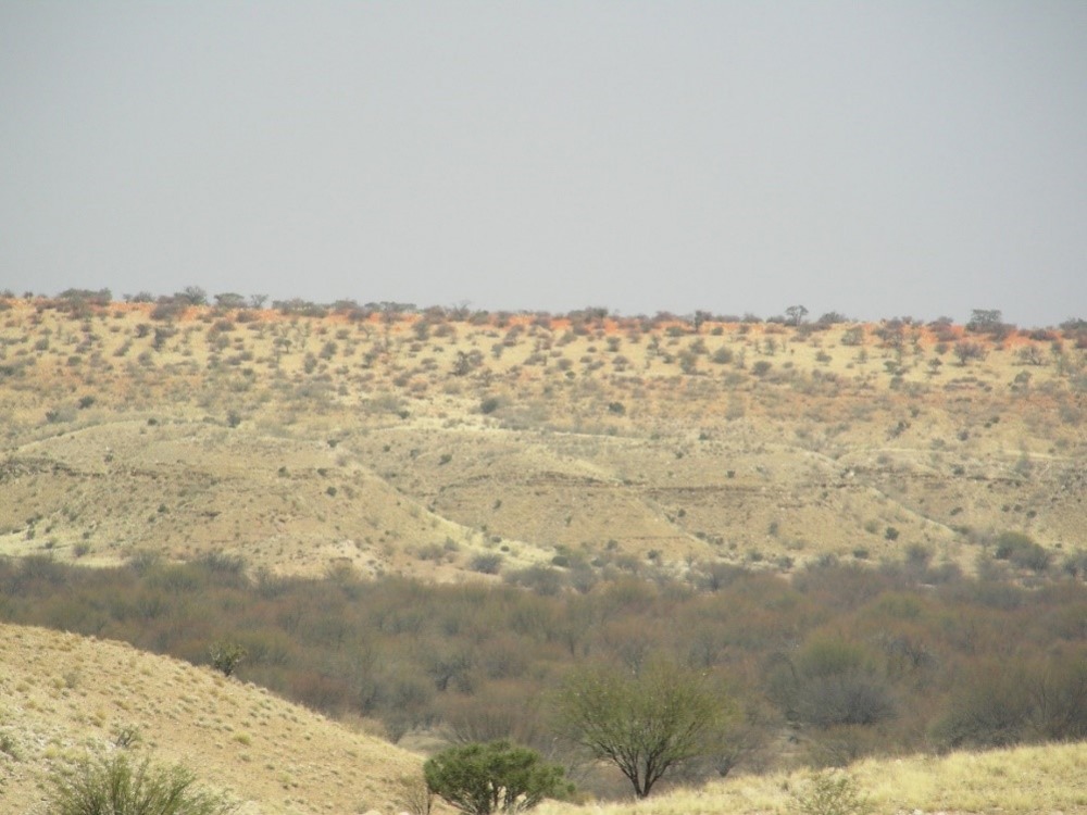 משקעי חול במדבר הקלהרי שבנמיביה. מטרת המחקר הייתה לתארך את הופעתם הראשונית בנוף כדי להבין את התזמון של תהליכי יצירת המדבר. צילום - שלומי ויינר