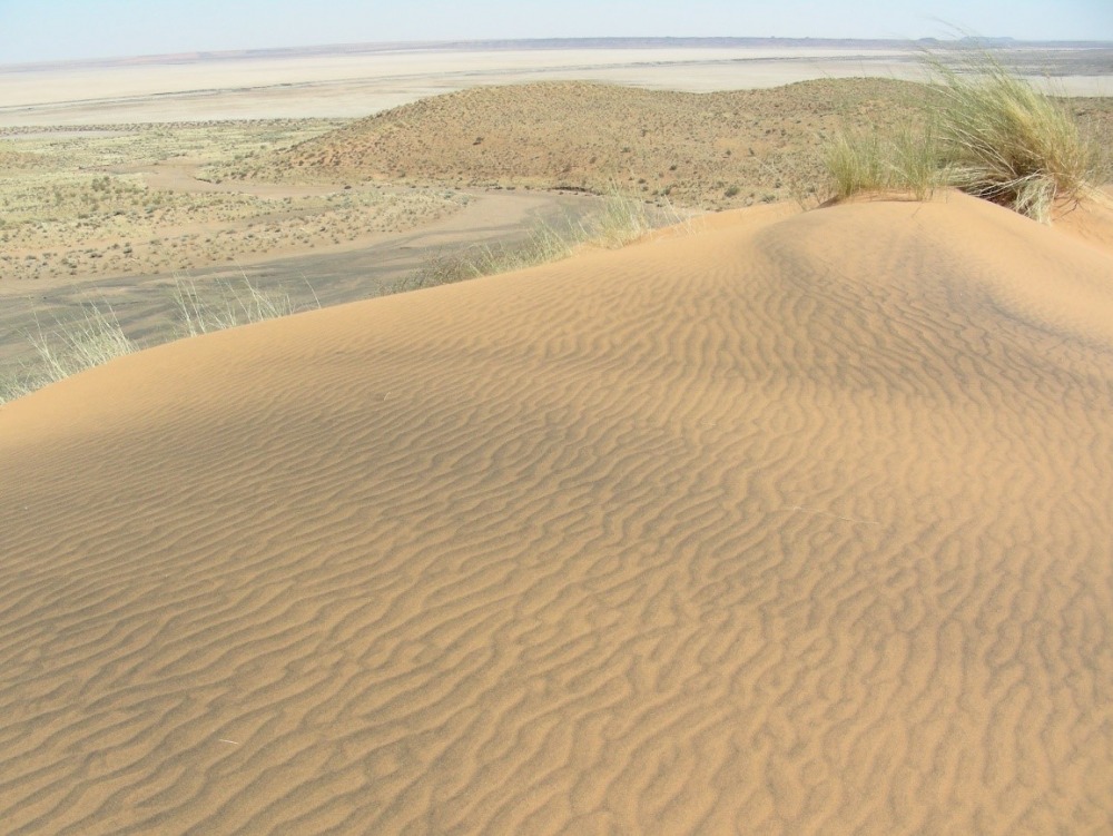  חולות נודדים במדבר הקלהרי שבדרום אפריקה. מדידות ריכוזי האיזוטופים הקוסמוגניים המצטברים בהם מאפשרים לתארך את הופעתם בנוף. צילום - ארי מטמון