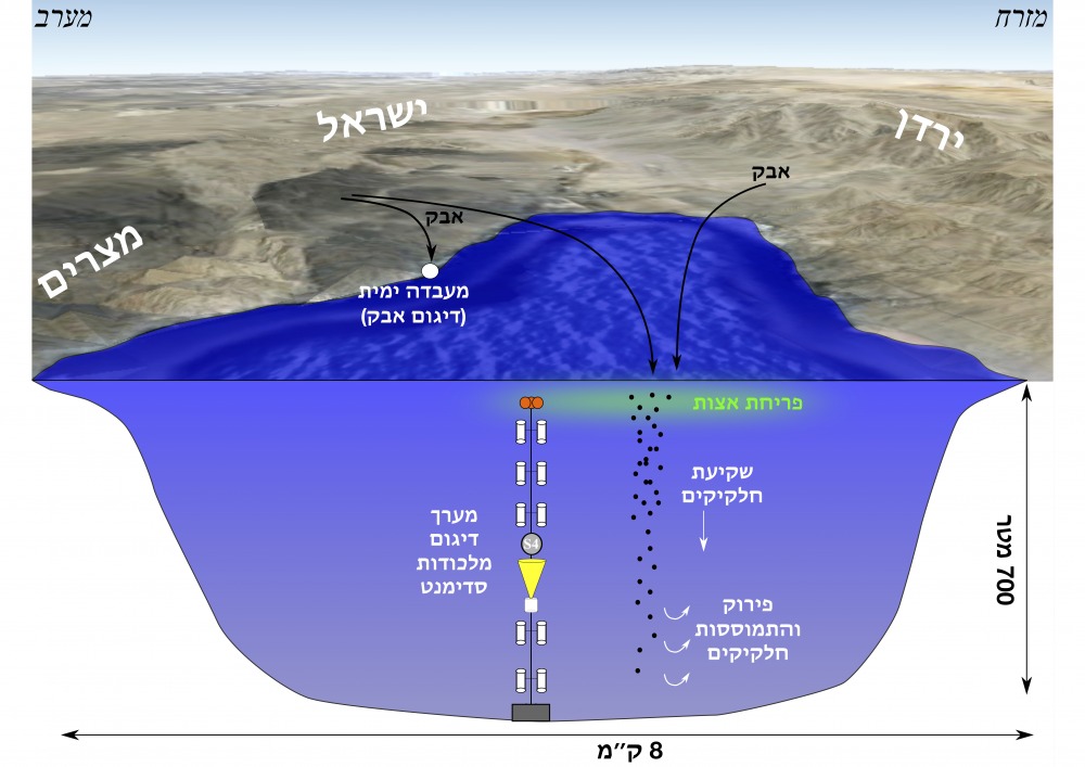 איור סכמטי של פעילות המשאבה הביולוגית במפרץ אילת. צילום באדיבות פרופ' עדי טורפשטיין