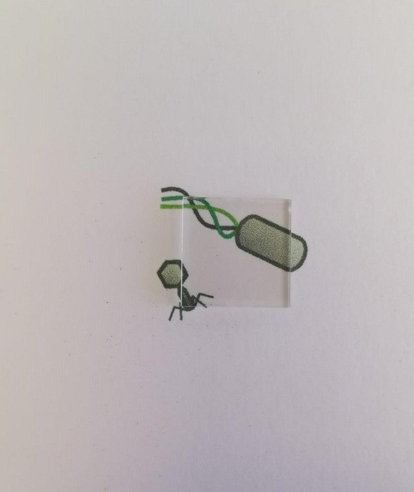 משטח הזכוכית המצופה על גבי תמונה של וירוסים - מציג את השקיפות מלאה. באדיבות דוברות האוניברסיטה העברית