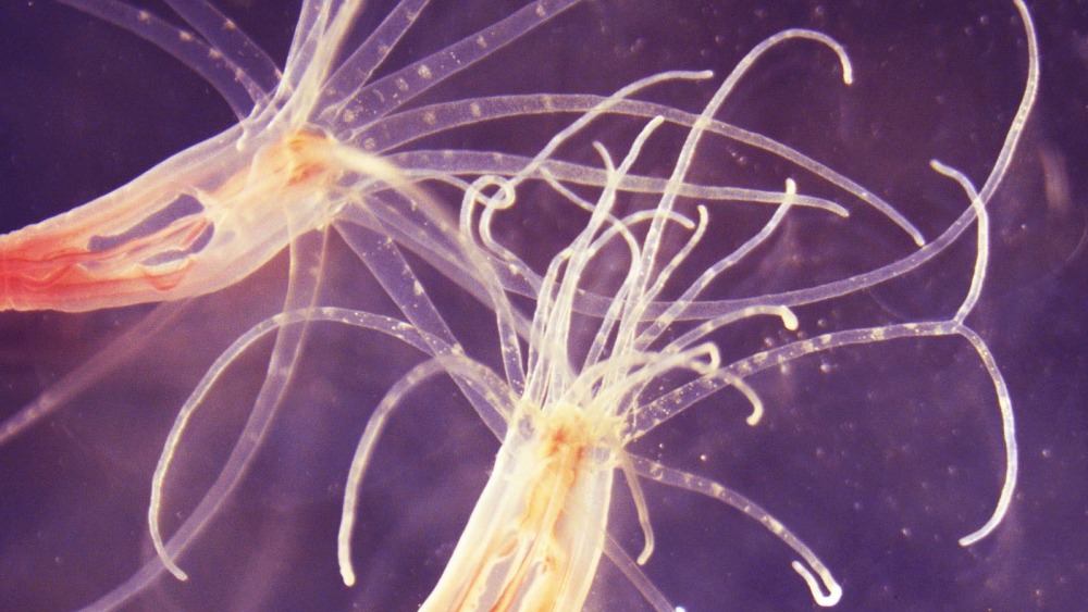 nematostella