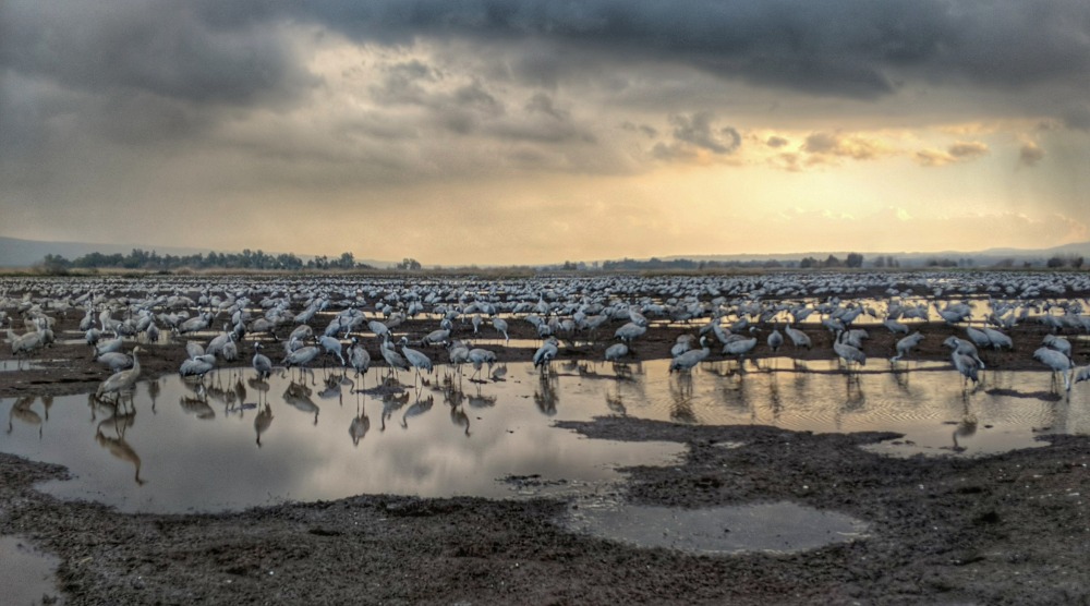עגורים עומדים בתחנת ההאכלה בעמק החולה בשקיעה