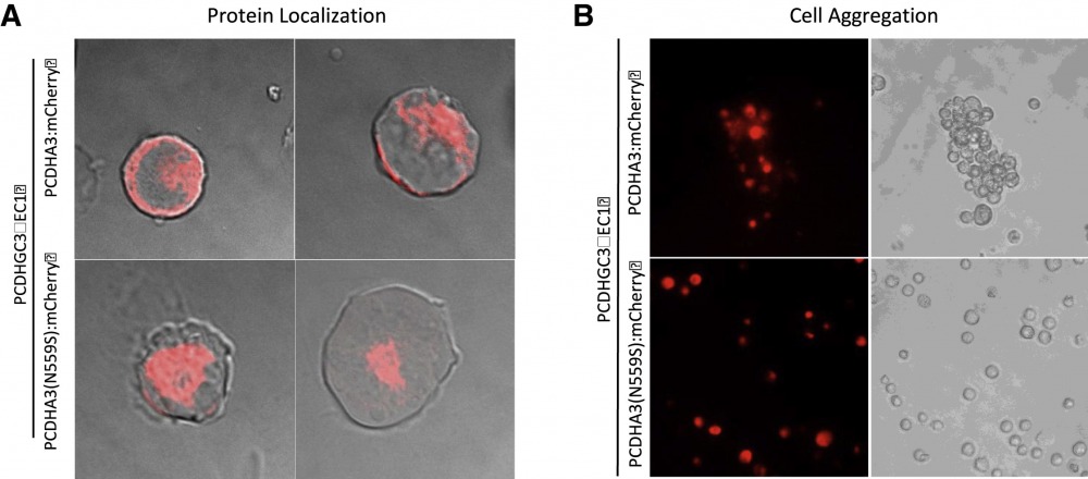 PCDHA3 p.Asn559Ser variant causes mislocalization of PCDHα3 protein and disrupts homophilic aggregation in vitro
