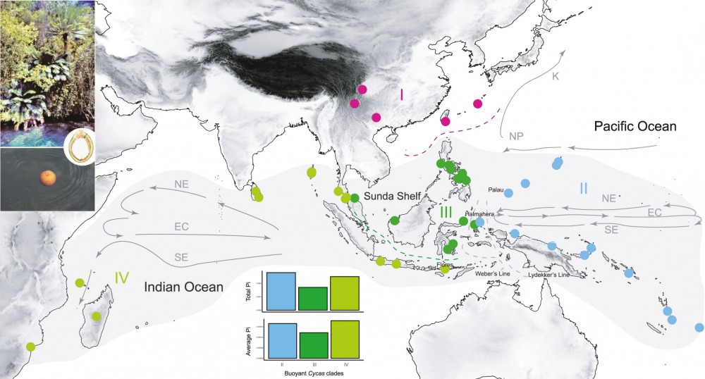The phylogeographic pattern of buoyant Cycas, מתוך המאמר