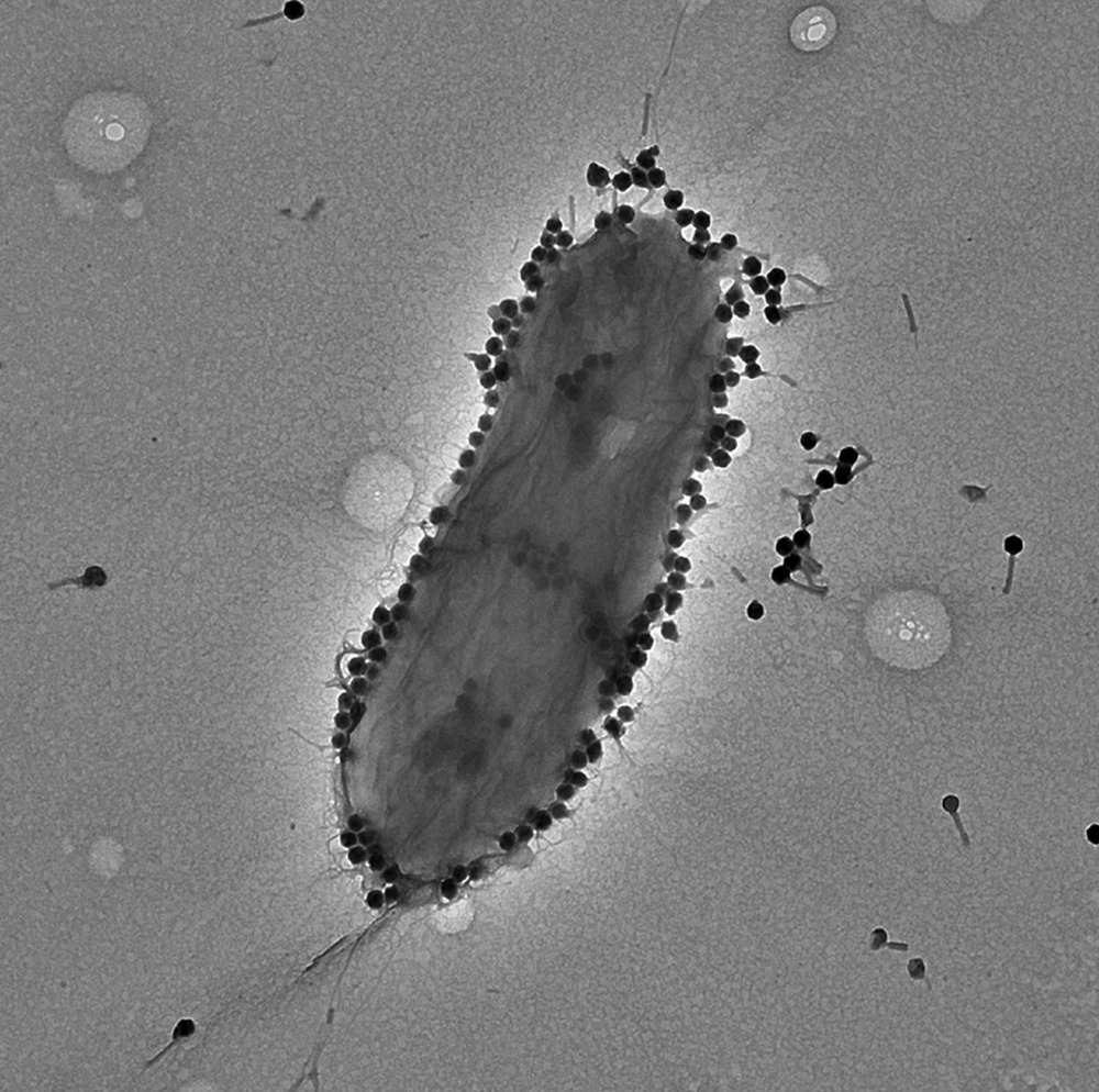 bacteria