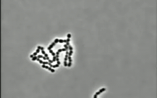 Bacteria Streptococcus pyogenes