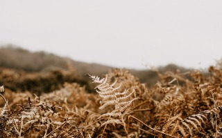 annie-spratt-z6m8dagrfc0-unsplash