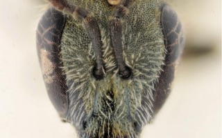 Belgian Journal of Entomology, Alain Pauly