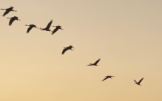 ציפורים ציפורים