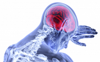 brain