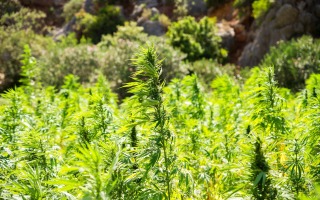 cannabis