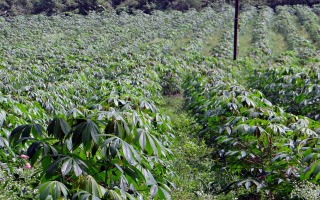cassava