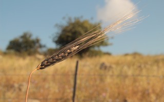 חיטת בר