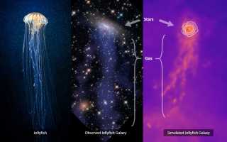 Jellyfish Galaxies. התמונה באדיבות דר אלעד זינגר ו-Kiyun Yun - סטודנט לדוקטורט בקבוצת המחקר בגרמניה