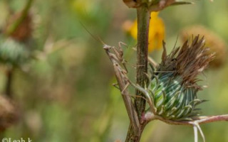 Arthropod 4 (Credit - Leah Khananashvili)