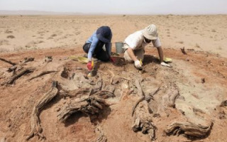 חפירות חומת גובי - מיקה אולמן