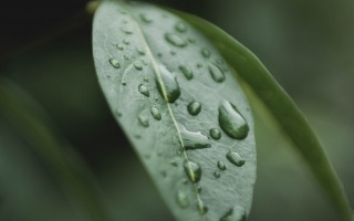 leaf. by borna bevanda unsplash