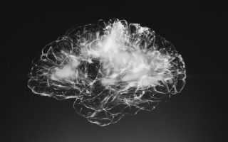 brain