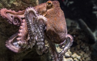 octopus