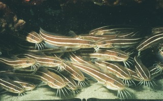 Plotosus lineatus