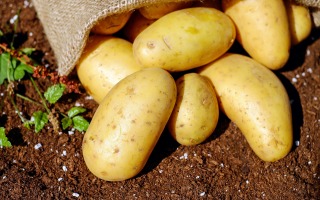 potato