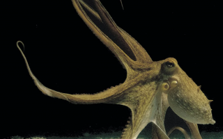 צילום: The Octopus Group Hebrew University