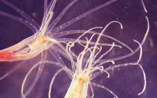 nematostella