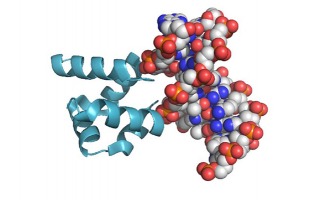 The characteristic (HhH)2 fold and its binding to the minor groove of a modern DNA molecule. How did the first ones form?